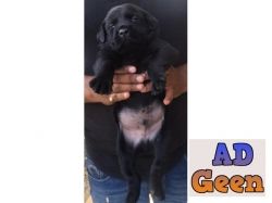 used Top Quality Black Labrador Male Pupies Avalible 7888642439 for sale 